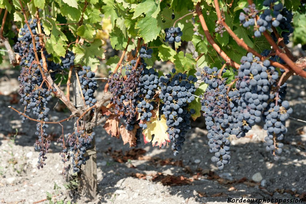 En 2018, le vignoble médocain et girondin a subi de violentes attaques de mildiou qui a diminué le rendement mais pas la qualité des vins produits.